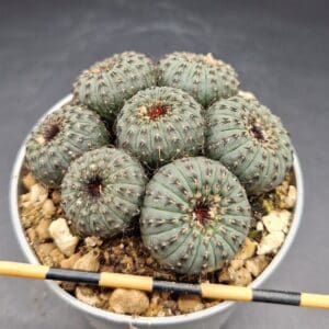 Frailea castanea