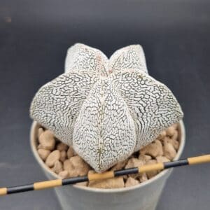 Astrophytum onzuka