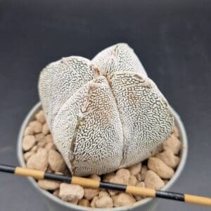 Astrophytum onzuka