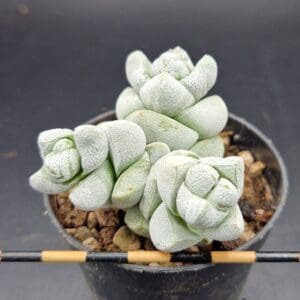 crassula deceptor