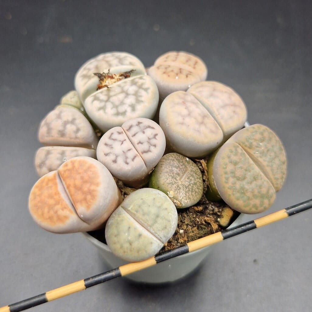 Lithops mix Lithops mix