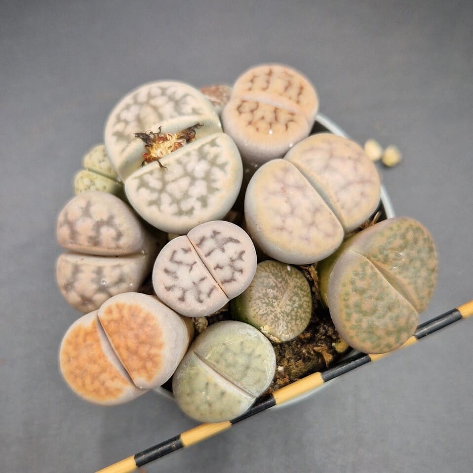 Lithops mix Lithops mix