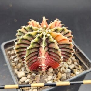 Gymnocalycium variegado