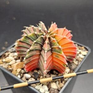 Gymnocalycium variegado