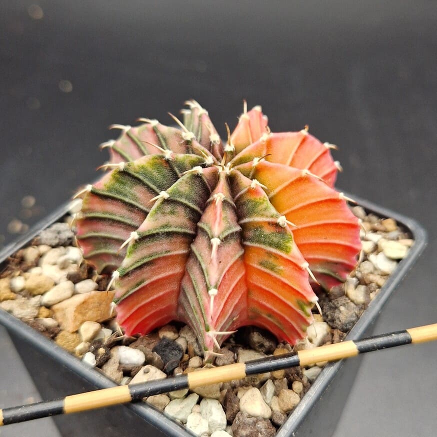 Gymnocalycium variegado Gymnocalycium variegado