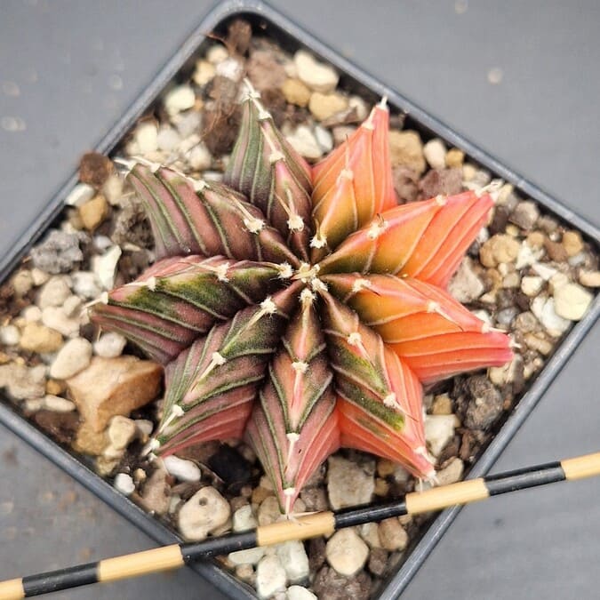 Gymnocalycium variegado Gymnocalycium variegado