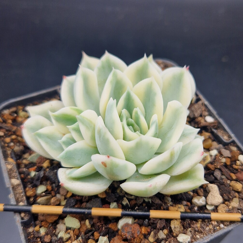 Echeveria ‘Moon Fairy’ variegada Echeveria ‘Moon Fairy’ variegada