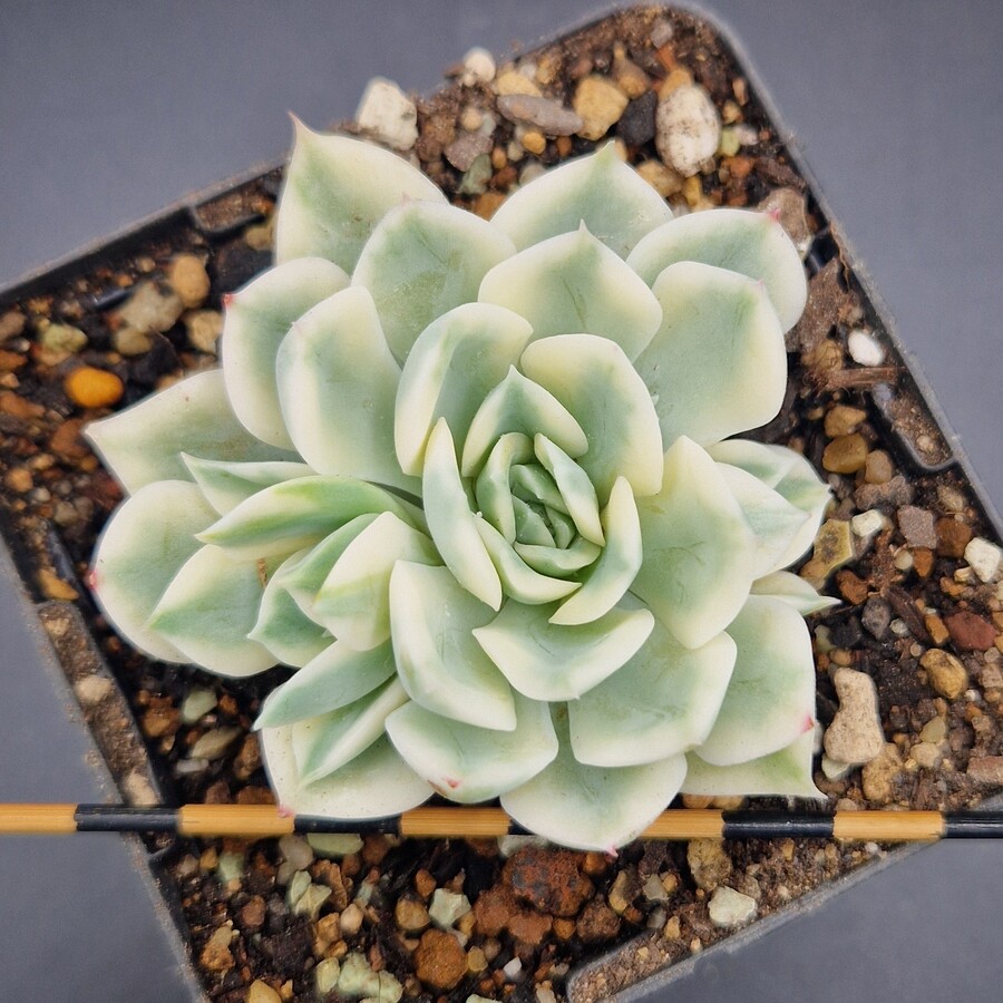 Echeveria ‘Moon Fairy’ variegada Echeveria ‘Moon Fairy’ variegada