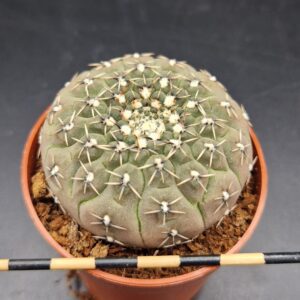 Gymnocalycium stellatum