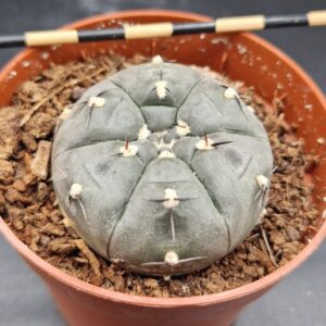 Gymnocalycium borthii