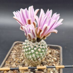 Turbinicarpus pseudopectinatus