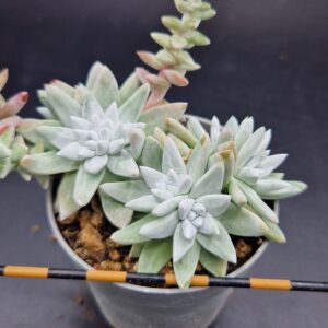 Dudleya greenei ‘White Spider’