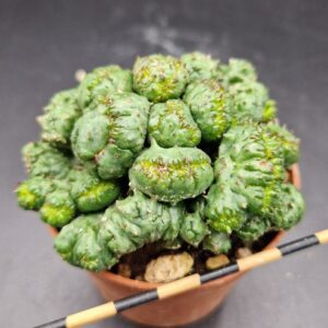 Euphorbia ‘Green Elf’ cristata