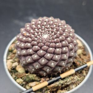 Eriosyce esmeraldana