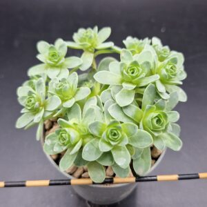 Greenovia dodrentalis
