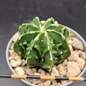 Astrohytum myriostigma fukuryu hakujo