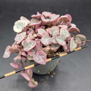 Ceropegia woodii variegada