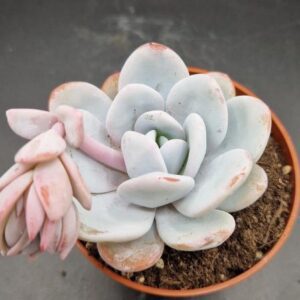 Echeveria laui