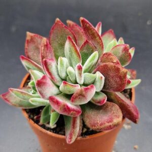 Echeveria pulvinata ‘Devotion’