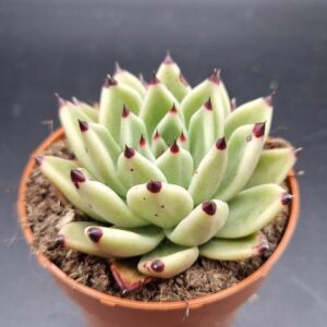 Echeveria agavoides ‘Halloween’