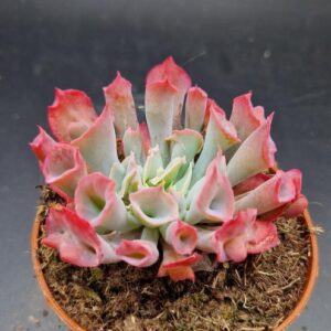 Echeveria ‘Pink Trumpet’