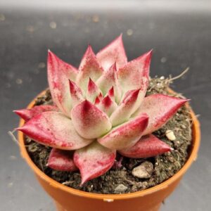 Echeveria agavoides ‘Romeo’