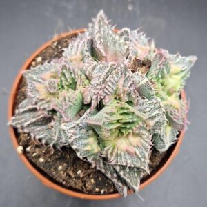 Faucaria ‘Super Warty’