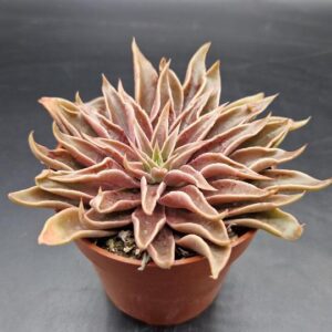 Echeveria ‘Sabre Wolf’