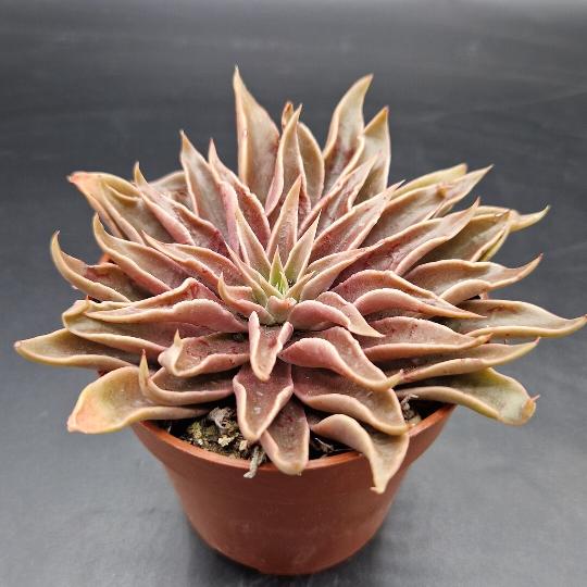 Echeveria ‘Sabre Wolf’ Echeveria ‘Sabre Wolf’