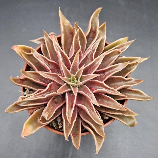 Echeveria ‘Sabre Wolf’ Echeveria ‘Sabre Wolf’