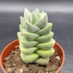 Crassula ‘Moonglow’