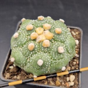 Astrophytum asterias Kikko