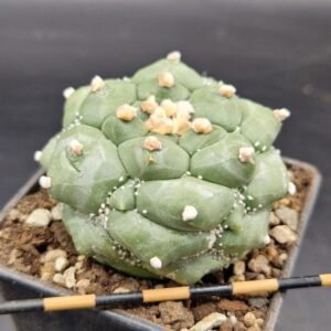 Astrophytum asterias kikko