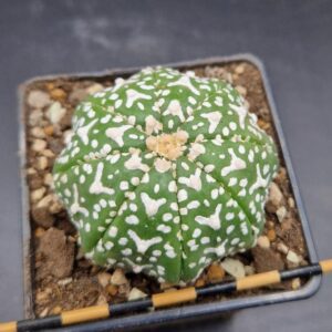 Astrophytum asterias v-type