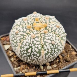 Astrophytum asterias v-type