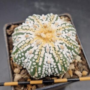 Astrophytum asterias starshape