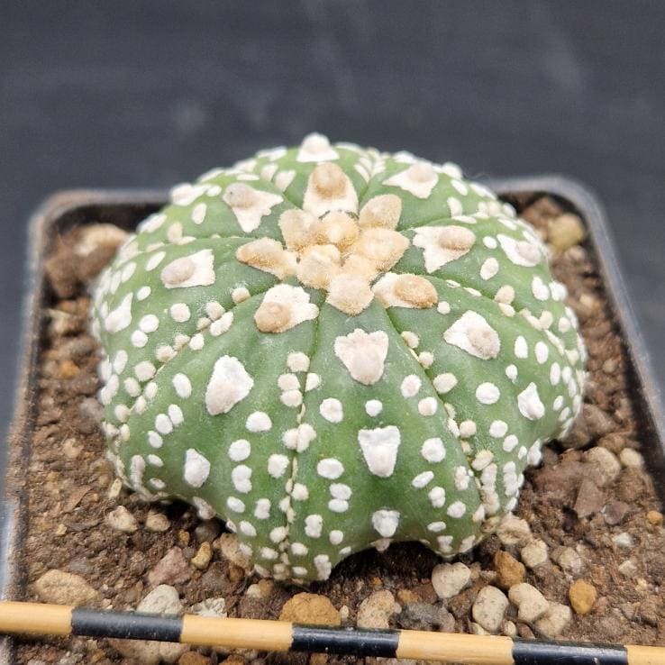 Astrophytum asterias v-type Astrophytum asterias v-type
