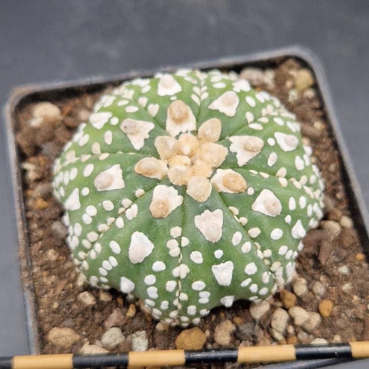 Astrophytum asterias v-type Astrophytum asterias v-type
