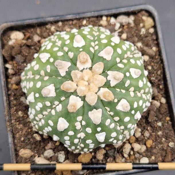 Astrophytum asterias v-type Astrophytum asterias v-type