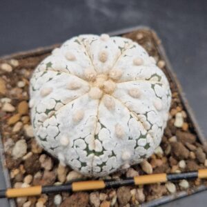 Astrophytum asterias Snow
