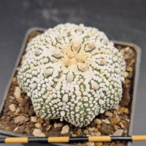 Astrophytum asterias ‘Miracle’