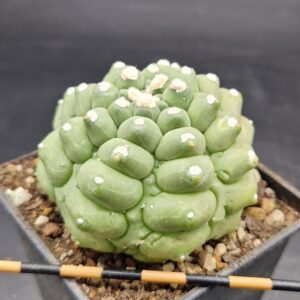 Astrophytum asterias kikko SELECCIÓN