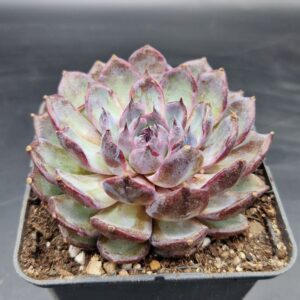 Echeveria ‘Blue Enchantress’ 🇨🇳