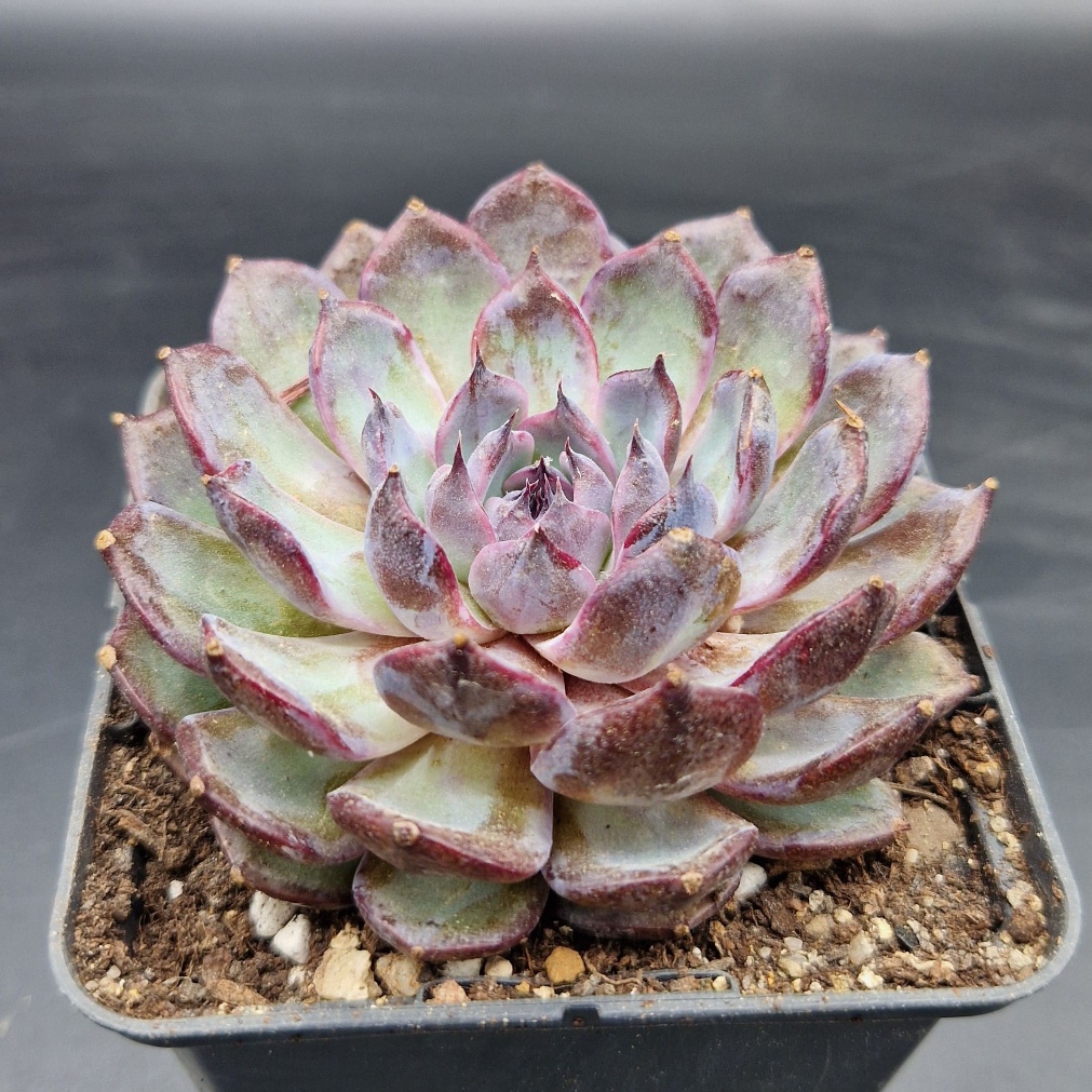 Echeveria ‘Blue Enchantress’ 🇨🇳 Echeveria ‘Blue Enchantress’ 🇨🇳