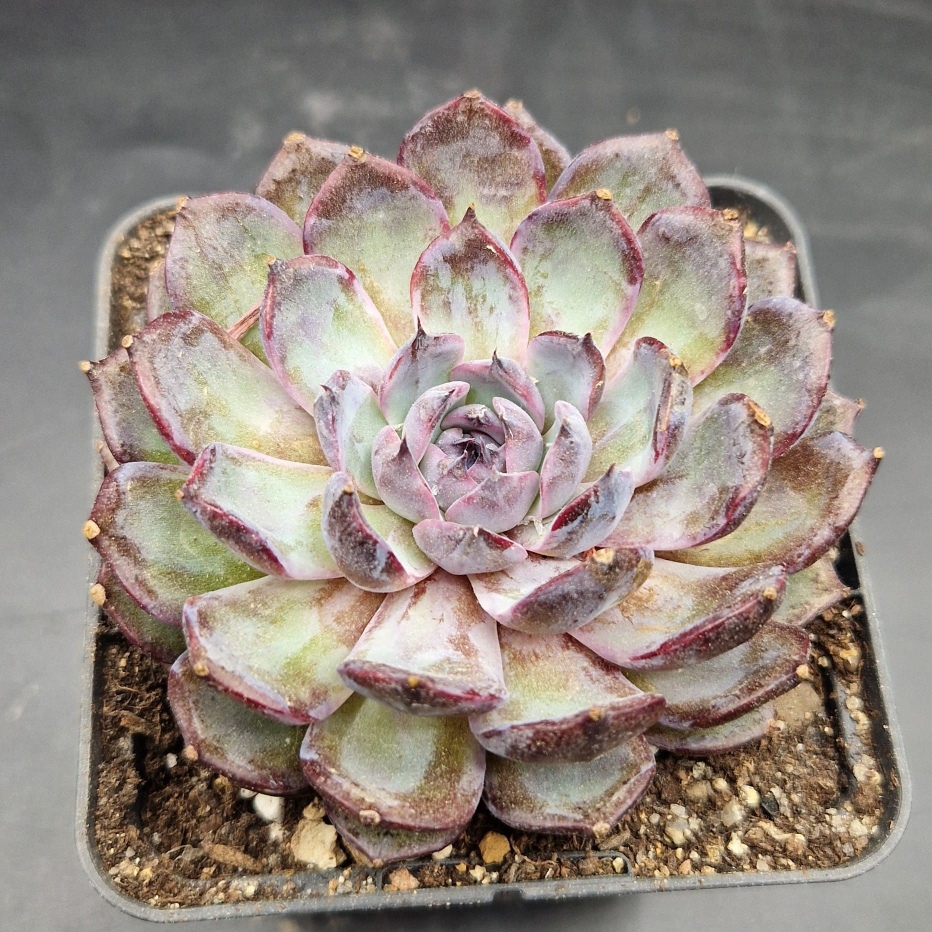 Echeveria ‘Blue Enchantress’ 🇨🇳 Echeveria ‘Blue Enchantress’ 🇨🇳