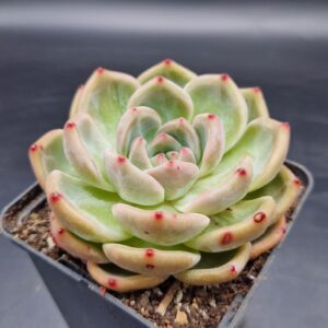 Echeveria ‘Champagne’ 🇨🇳