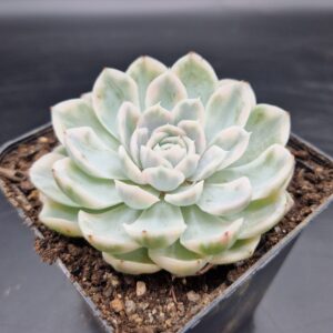 Echeveria ‘Snowball’ variegada 🇨🇳