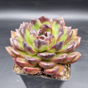Echeveria ‘Sugar Heart Chocolate’ 🇨🇳