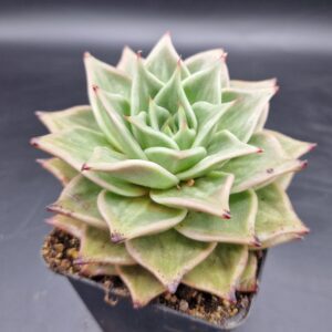Echeveria ‘Jade Star’ variegado 🇨🇳