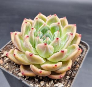 Copia de 20260427 1605312 300x286 - tienda online de cactus y suculentas